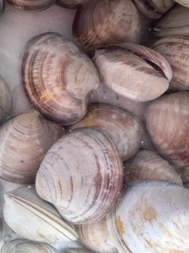 美贝/鲜活配送，500g：10只～15只