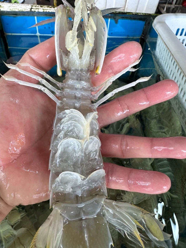 长爪（皮皮虾）鲜活发货 （500g，约8-15只）