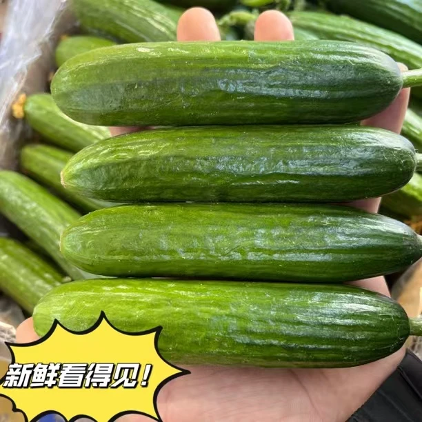 新鲜荷兰无刺水果小黄瓜   清脆爽口  带箱发货   坏果包赔