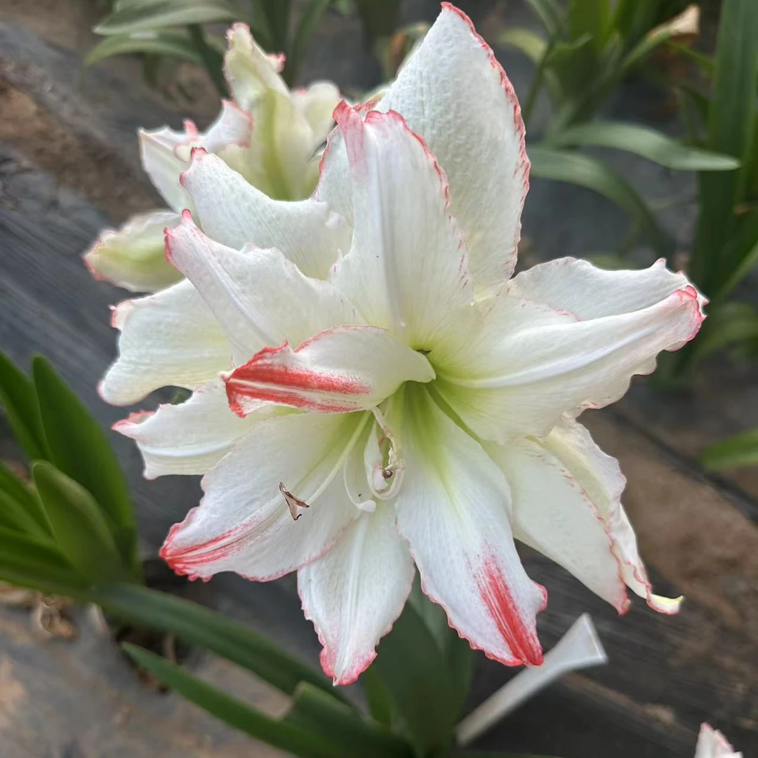 【镶边石竹】★重瓣朱顶红种球植物阳台花卉种植原生室内/外