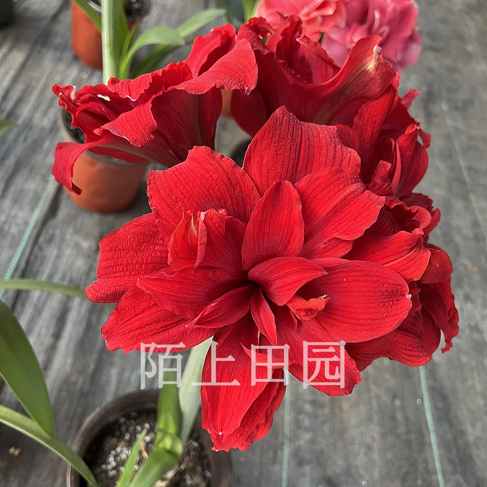 【安陌】★荷兰重瓣朱顶红种球室内外盆栽阳台花卉原生老根小球北方