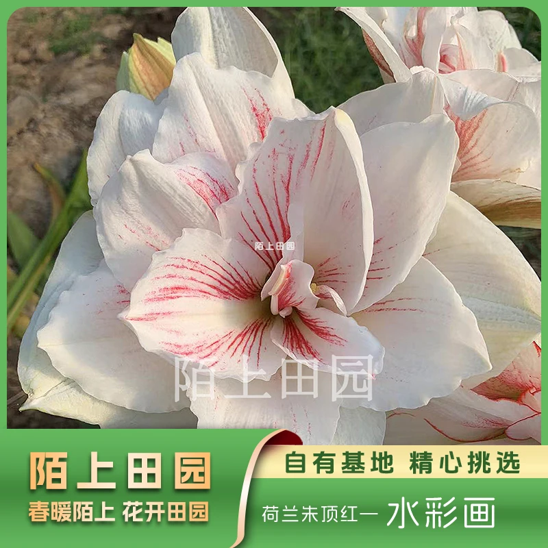 【水彩画不分花前花后】★ 包对版荷兰重瓣朱顶红种球
