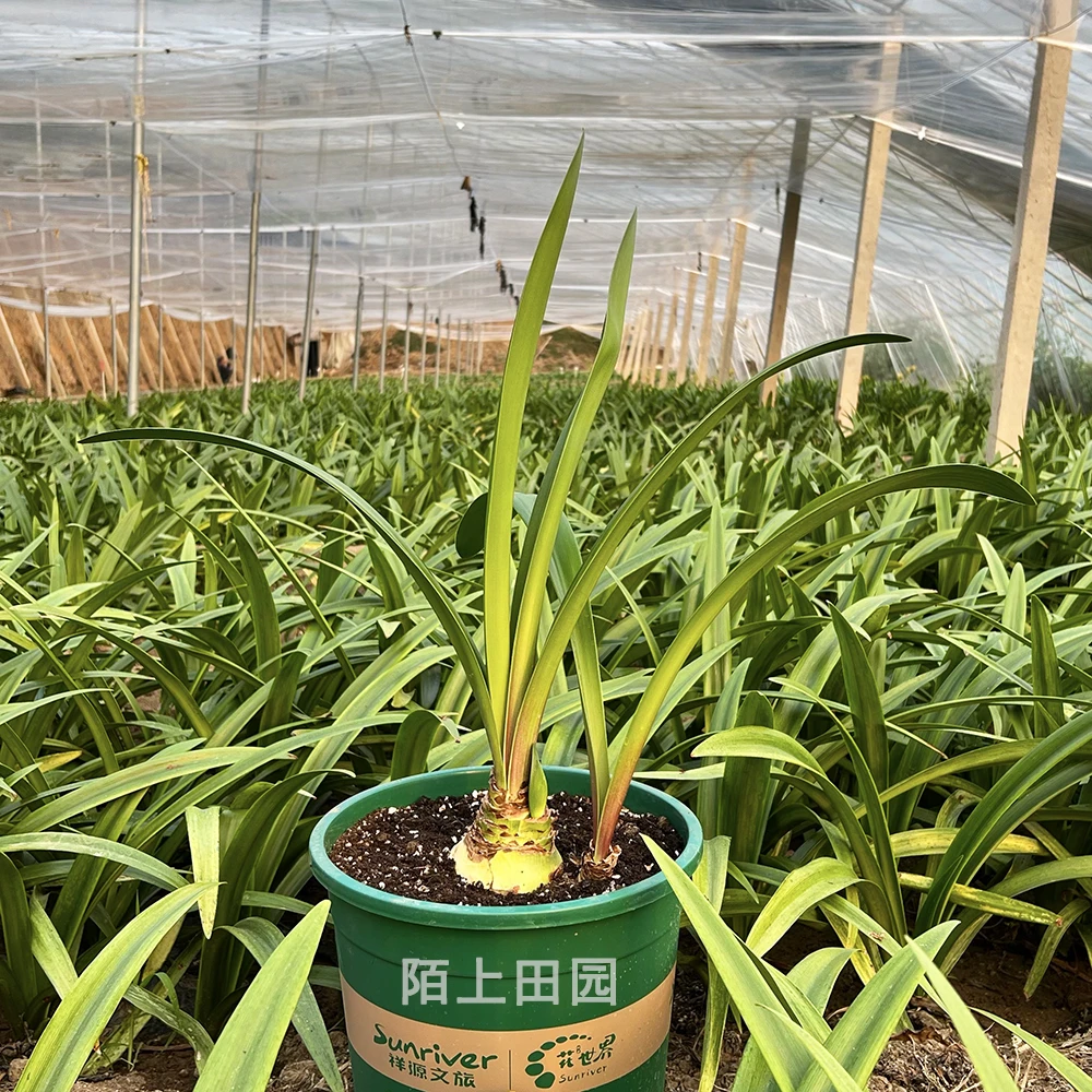 【一物一拍】直播间讲解为准★朱顶红种球阳台花卉室内种植