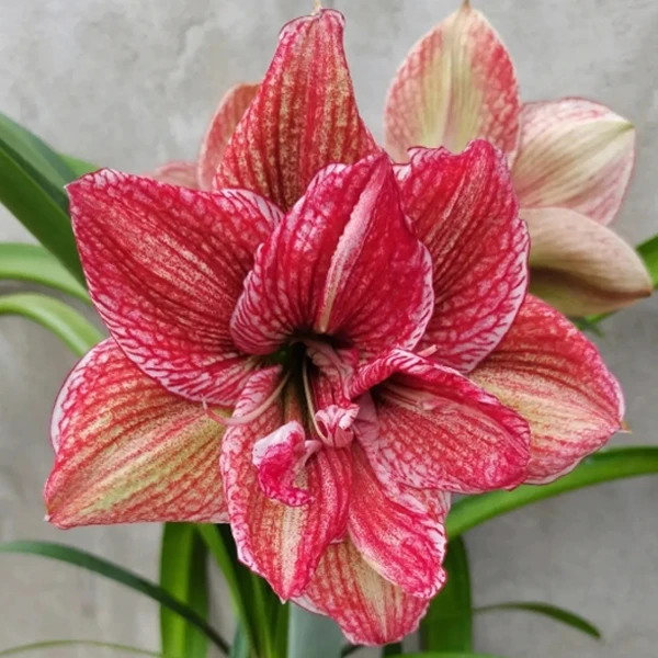 【淬炼】★朱顶红种球植物阳台花卉种植原生室内/外小球北方