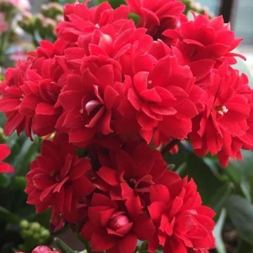 【小扬哥甄选】非洲红宝石长寿花大花红色带花苞鲜花盆栽原盆原土
