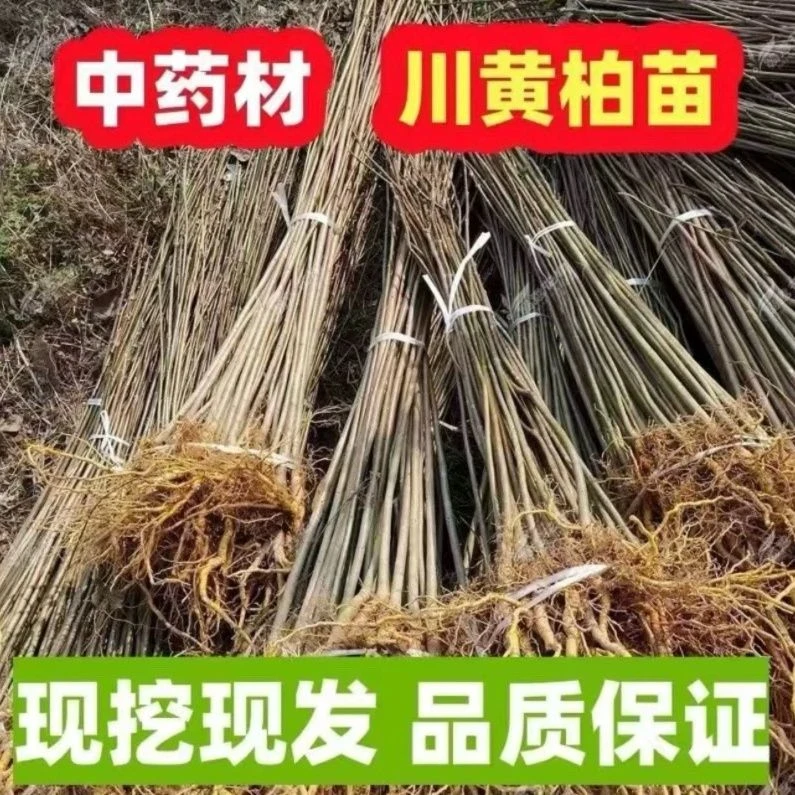 中药材黄柏树苗川黄柏移栽苗黄檗树苗剥皮卖造林绿化送生根发财树