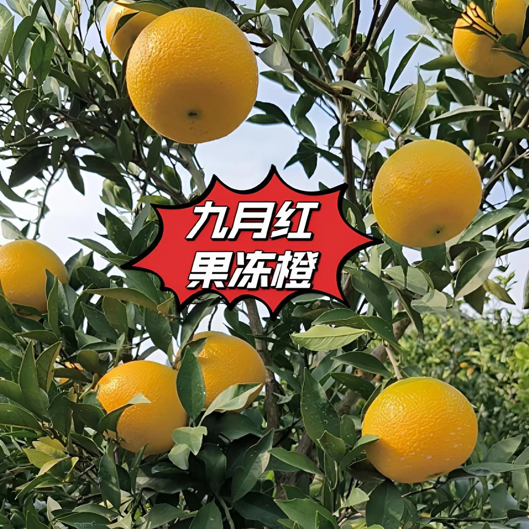 九月红秭归脐橙果冻橙长江低海拔原生态种植现摘现发不打药不上蜡