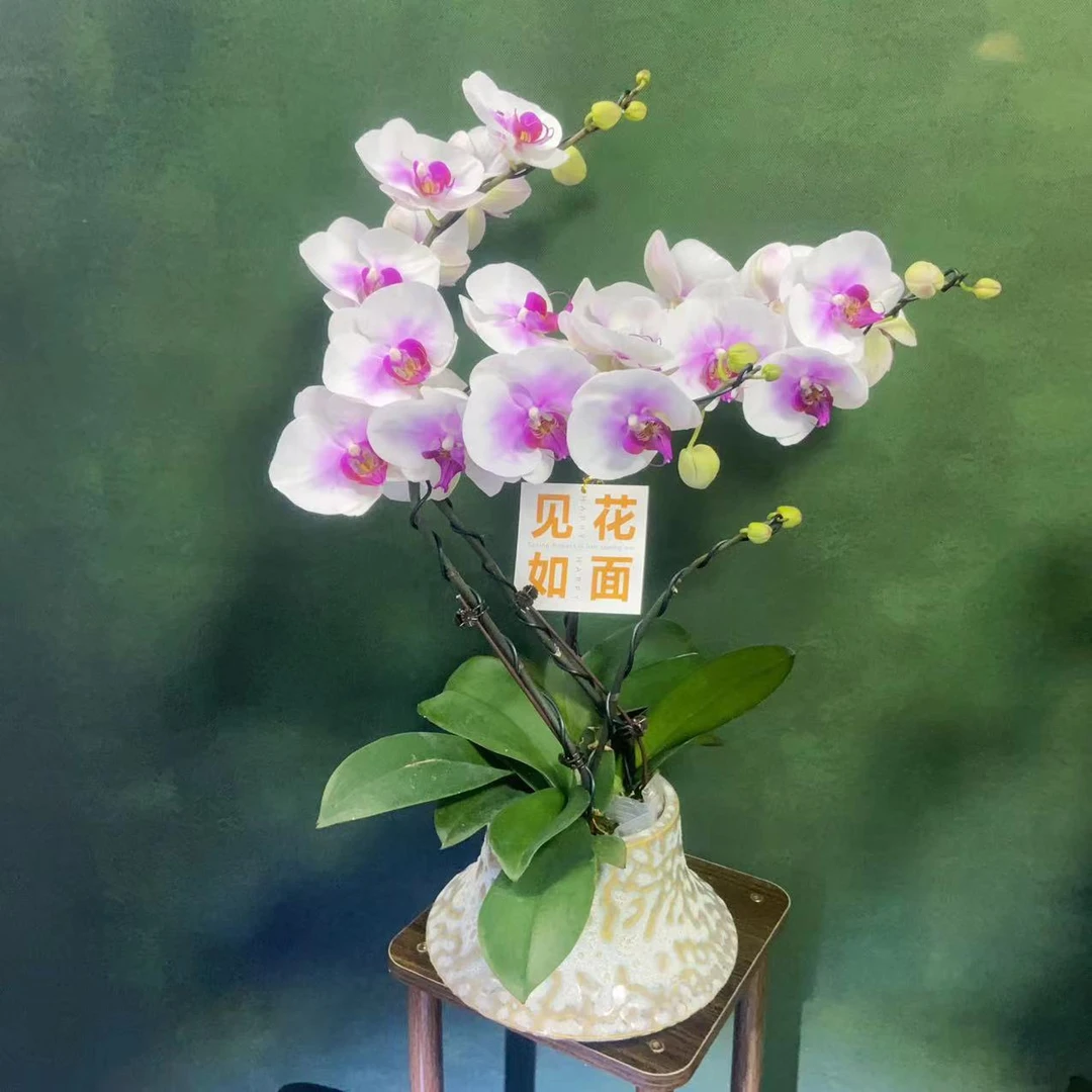 【微醺】精 美 蝴 蝶兰绿色室内栽培开花养兰种植