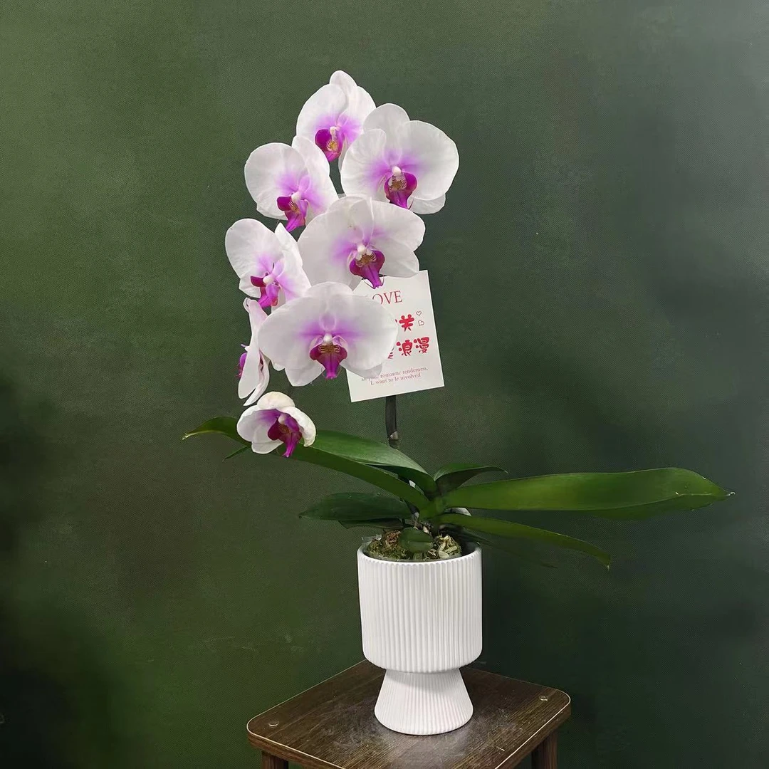 【微醺】精 美  蝴蝶兰绿色室内栽培开花种植养兰