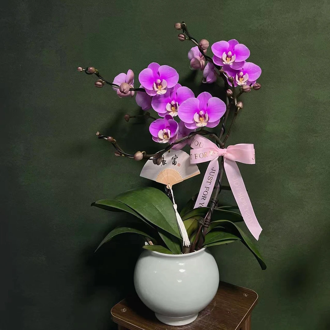 【安娜】精 鲜花速递_花卉仿真_绿植园艺  品蝴 蝶兰绿色室内栽培