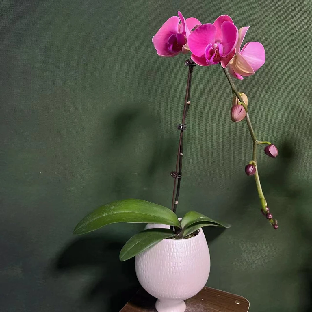 【粉色女神】精美鲜花速递_【带香味】_绿植园艺 蝴 蝶兰绿色室内栽培
