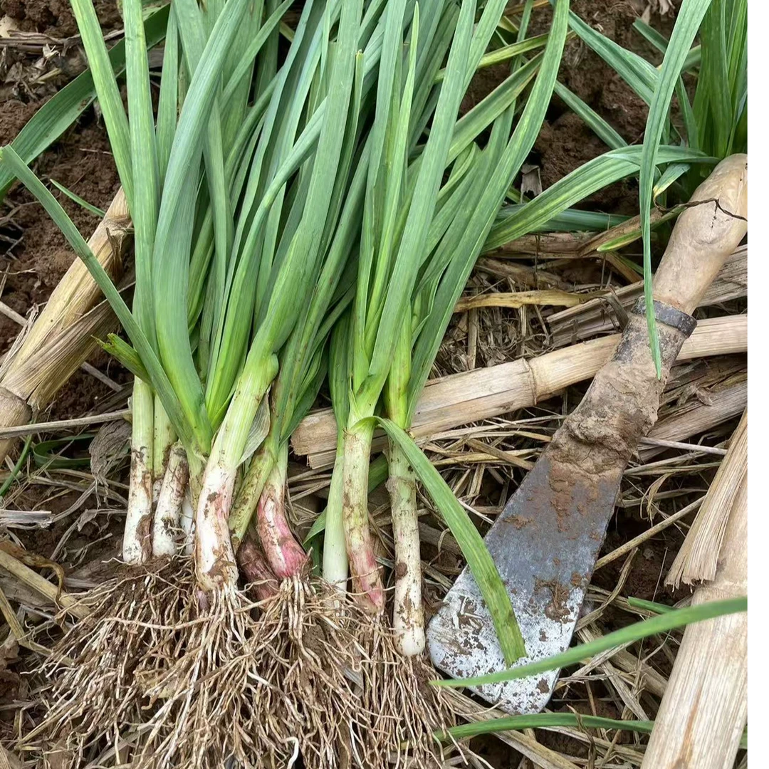 湖北红皮蒜苗农家蔬菜农家自种蒜苗农家露天种植新鲜蔬菜