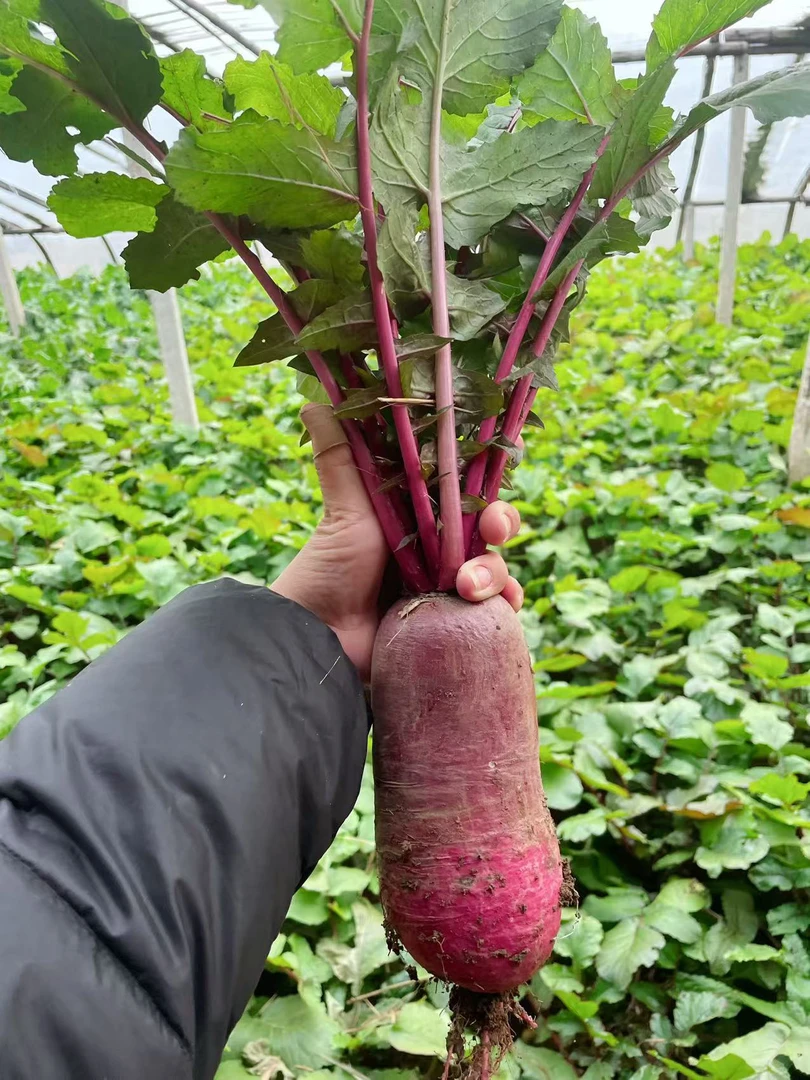 凤梨萝卜，沙窝特产，现拔现发，京东快递送货上门