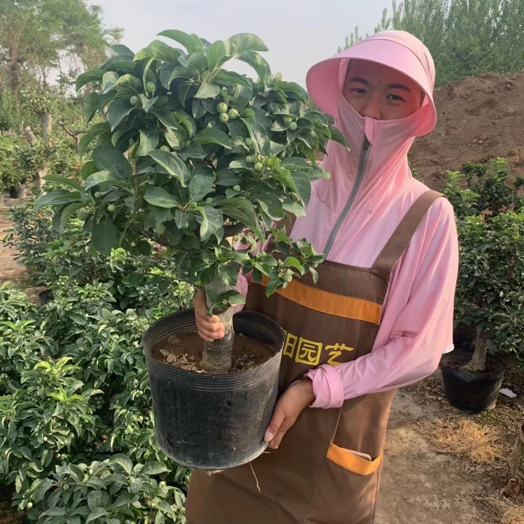 冬红果--观花赏果植物  (直播间拍多少付多少- -一物一拍）