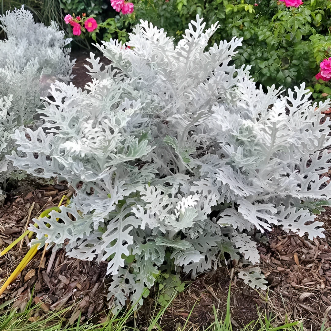 银叶菊盆栽原盆原土发货修剪阳台种植花园使用换土