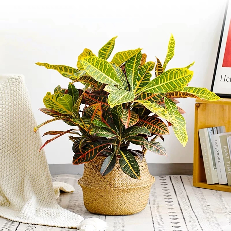 变叶木盆栽七彩网红变色木室内外花卉阳台大叶绿植物绿化带围栏