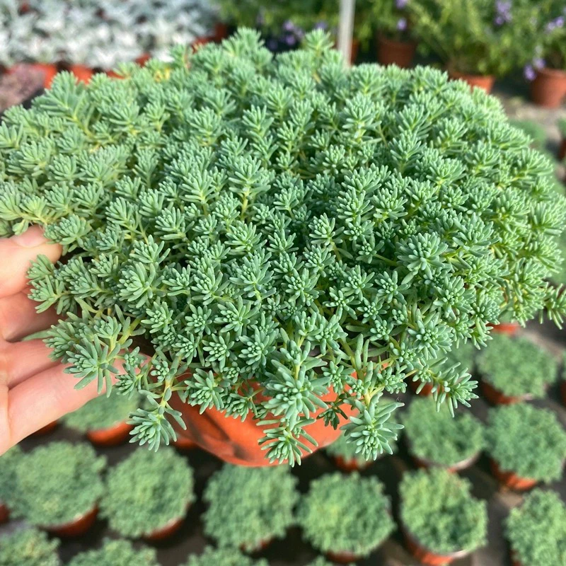 中华景天盆栽庭院阳台花镜地被植物四季常绿喜阳易养多肉绿植