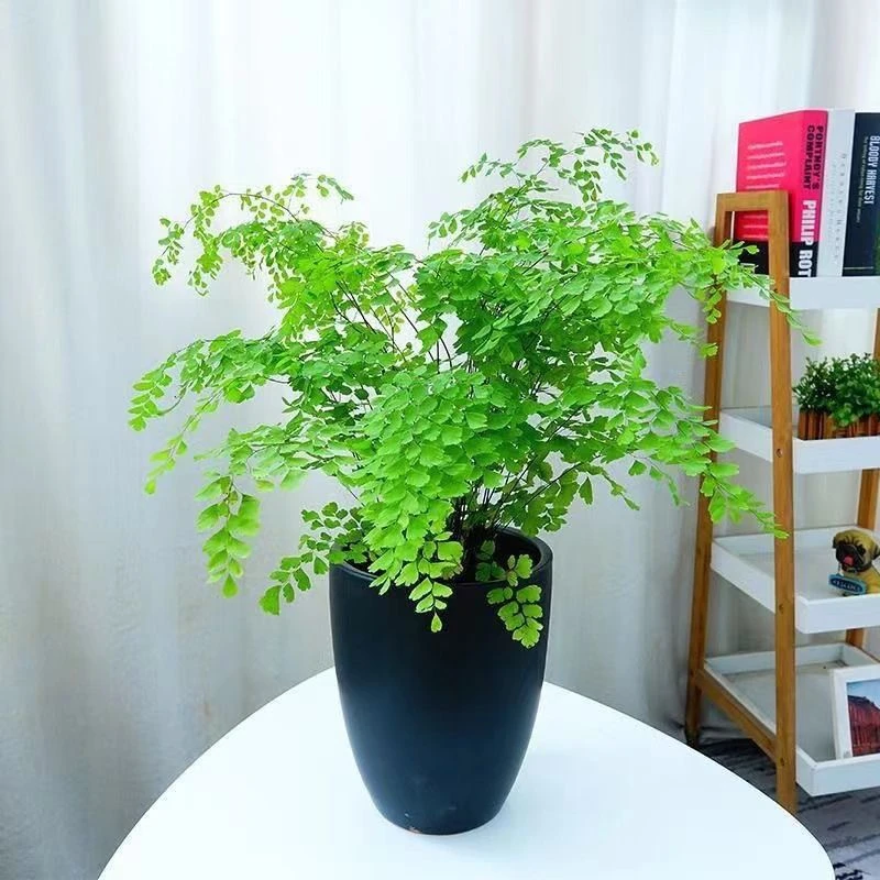 铁线蕨盆栽室内甲醛辐射净化空气绿植办公室植物耐阴好养四季常绿