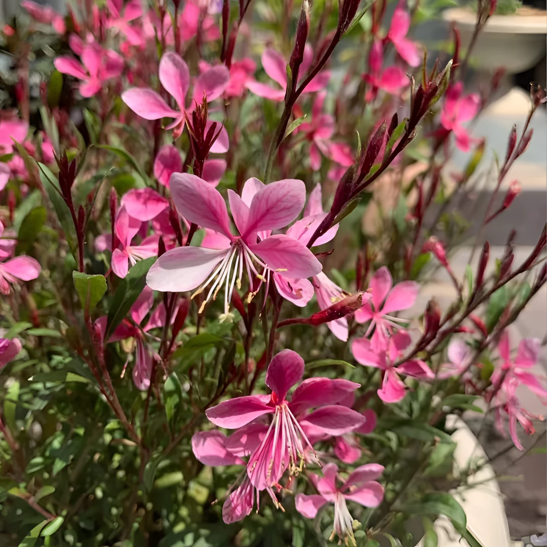 山桃草千鸟花花镜植物夏季修剪冬季换土