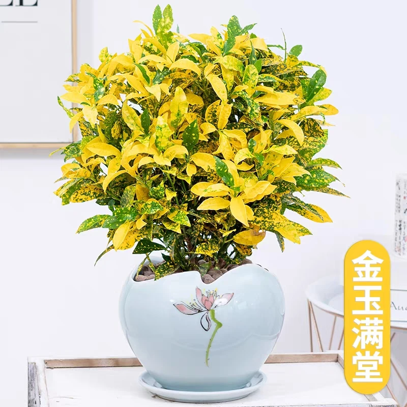 洒金木盆栽洒金榕花卉植物室内阳台室外七彩变叶木绿植变色木苗