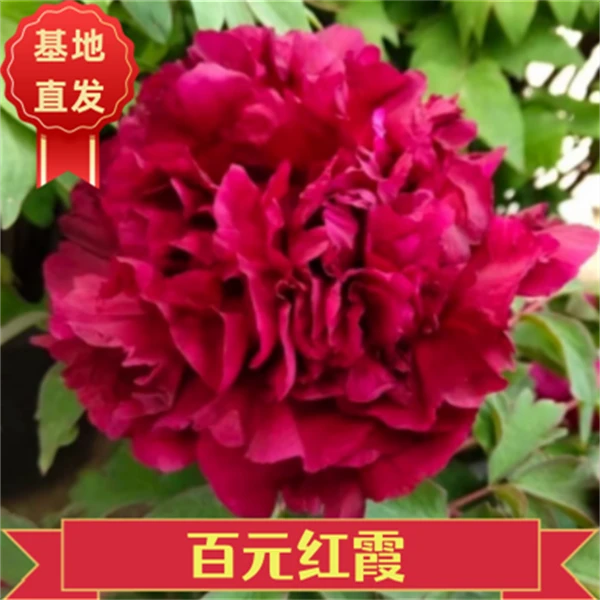 【百元红霞】裸根洛阳牡丹基地直发