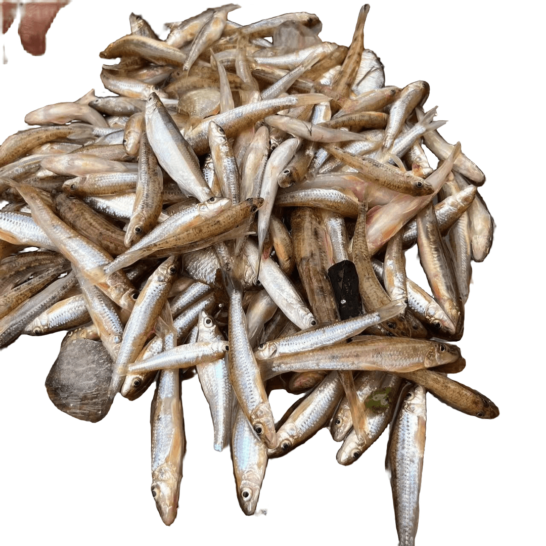 河源小河鱼沙丁鱼2斤杂鱼新鲜万绿湖淡水鱼仔肉勾船钉鱼活宰沙勾6