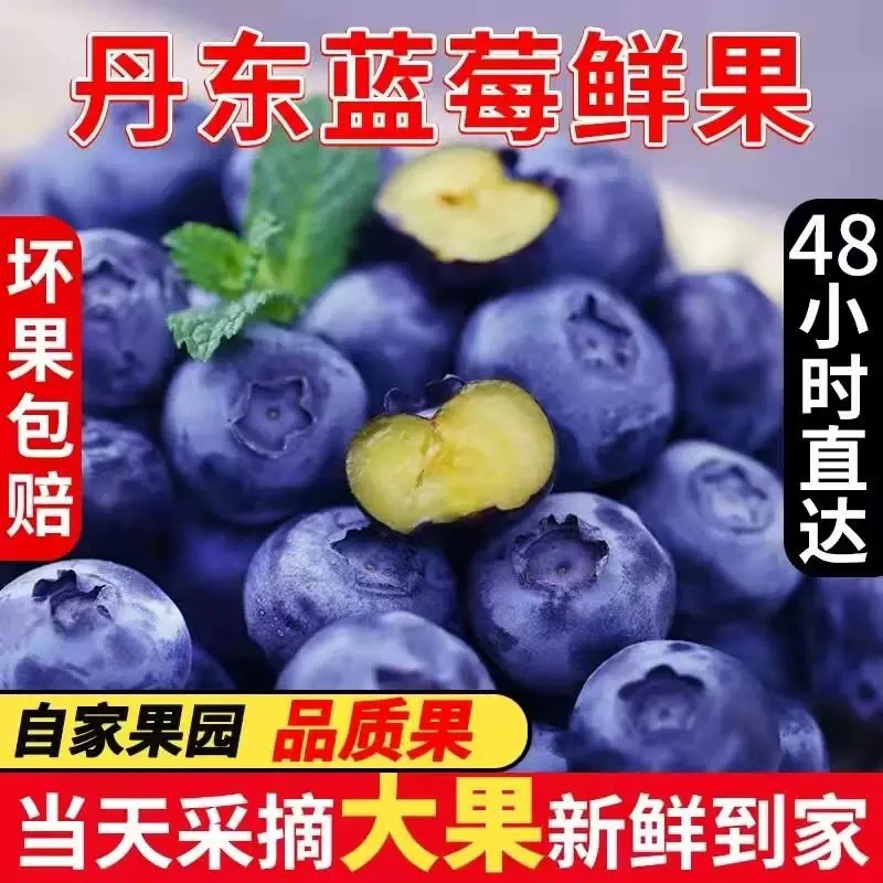 丹东当季新摘蓝莓 品种L25脆甜 净重400g 顺丰包邮