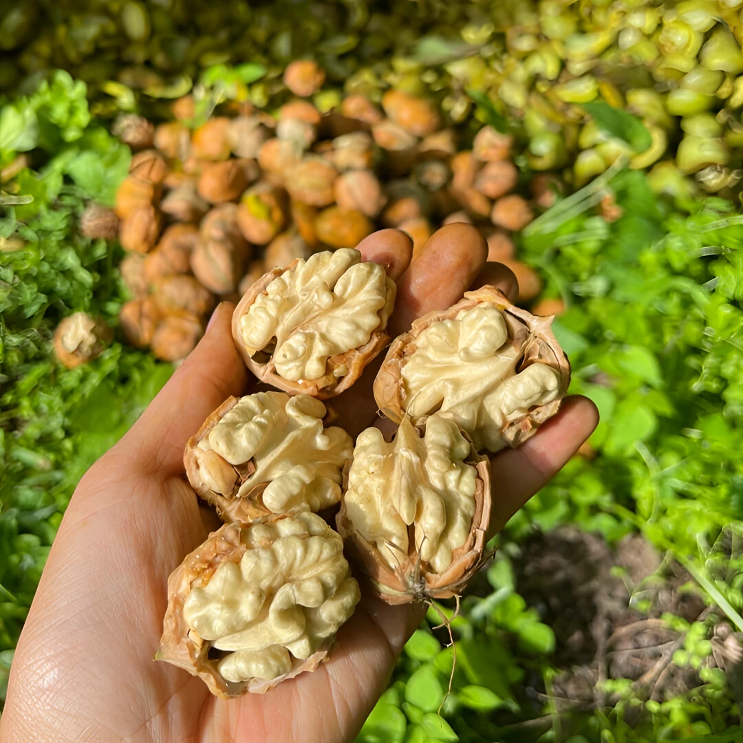 大凉山高山老树新鲜核桃孕妇水果去青皮湿核桃