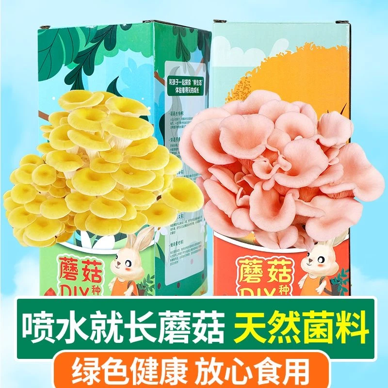 【老少皆宜】DIY家庭种植蘑菇菌包蘑菇盒种植送喷壶