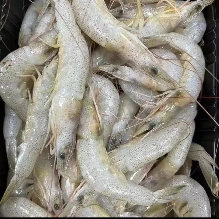 吕四野生海捕羊毛虾白虾4斤 新鲜速冻发货