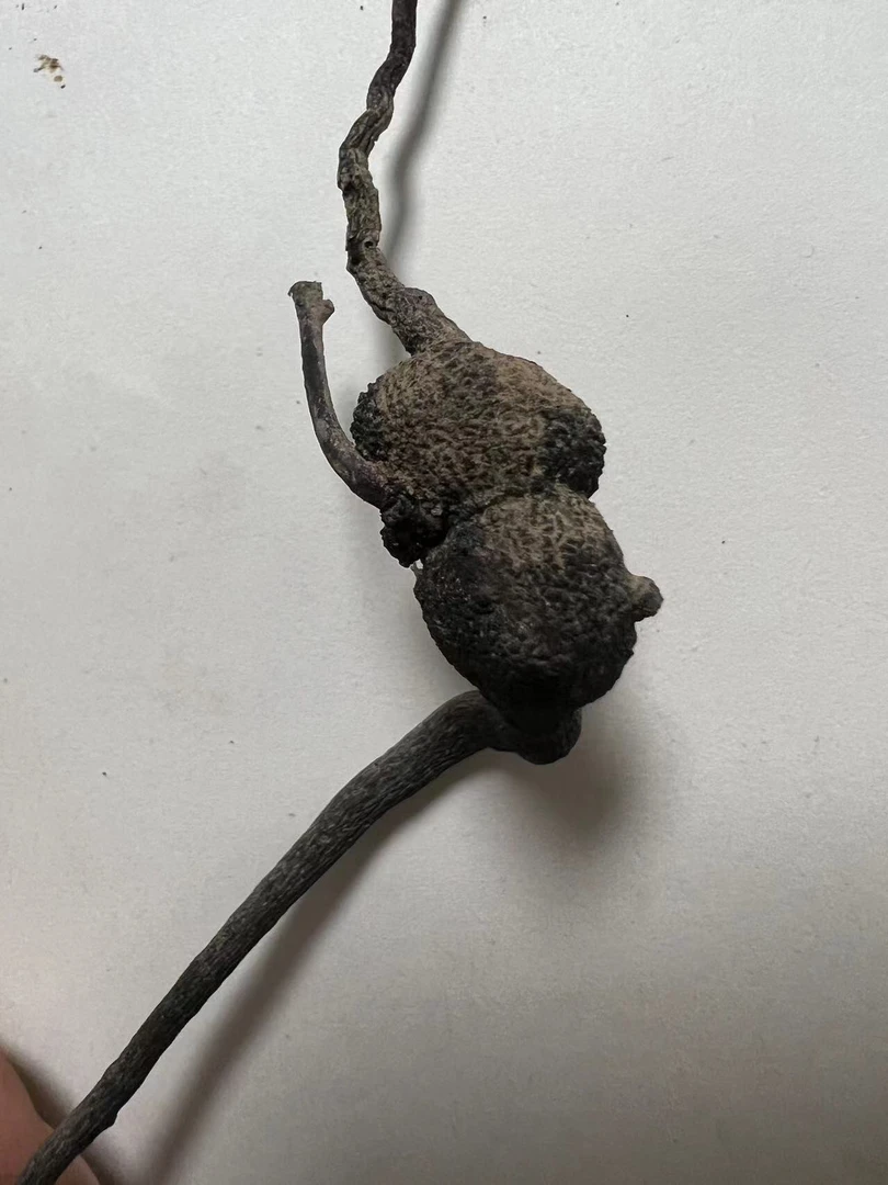 金弹子盆景盆景老桩