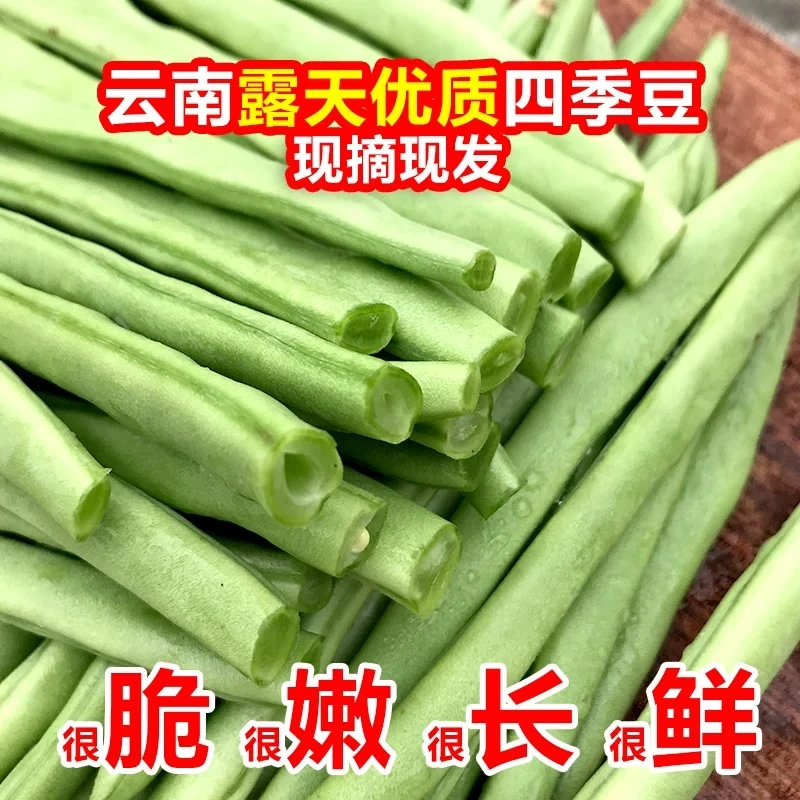 【农民自卖 四季豆】云南高山露天种植 新鲜采摘自然成熟 1-9斤蔬菜