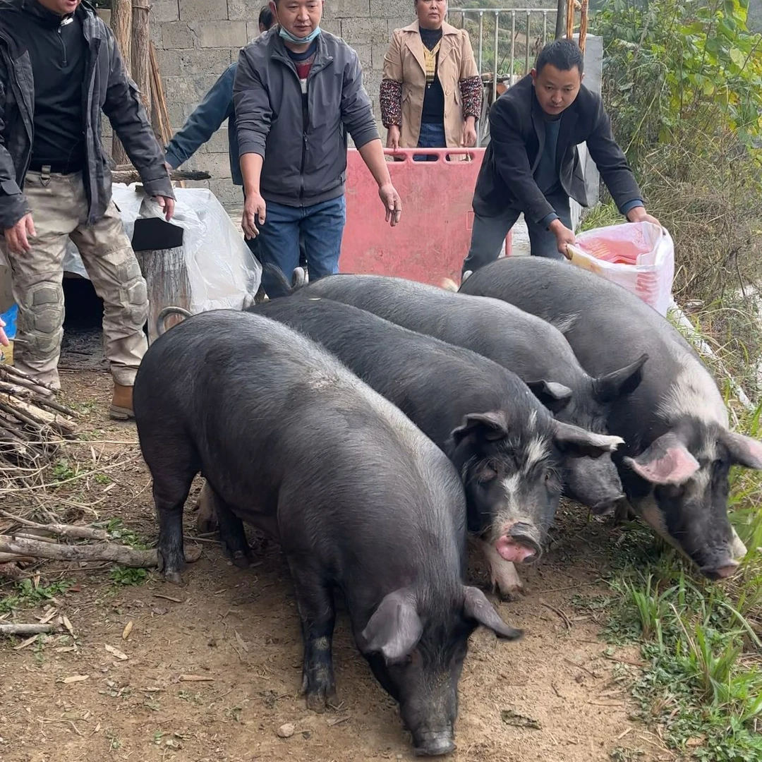 重庆城口高山黑土猪肉现称现卖新鲜猪肉顺丰空运