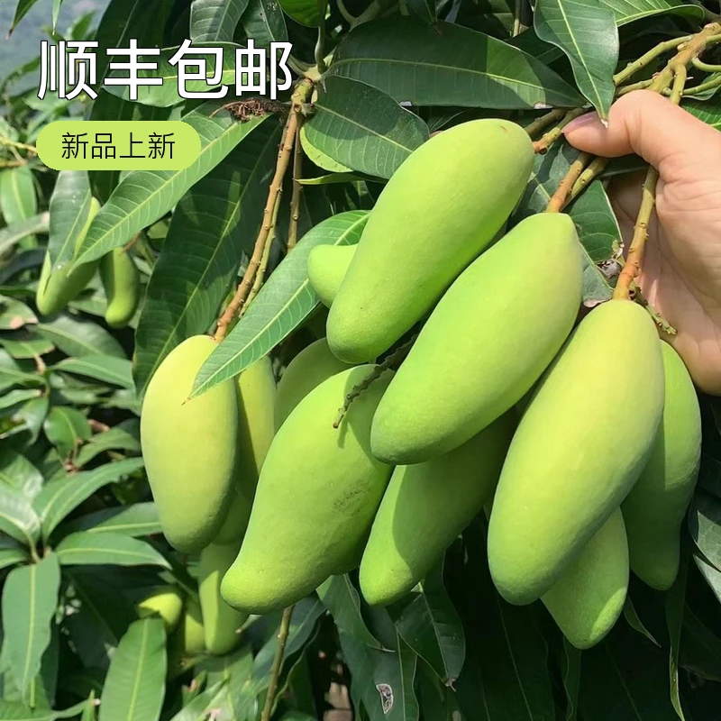 【顺丰包邮】5斤海南美味酸脆生芒果坏果包赔新鲜发货食用大小随机