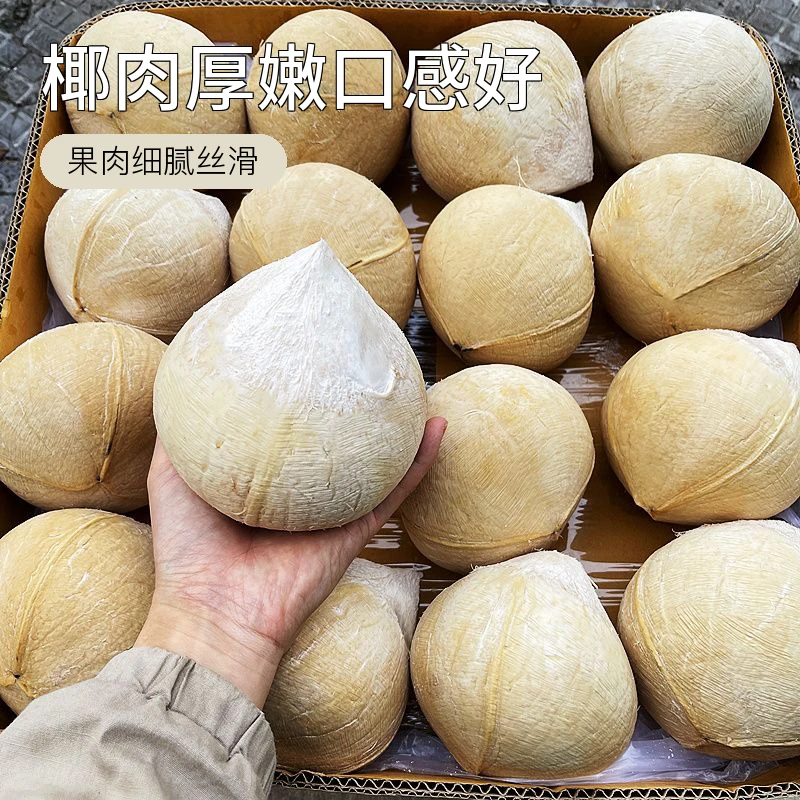 顺丰速运 三亚牛奶香椰子海南小奶椰芋奶香浓郁新鲜水果椰皇椰青