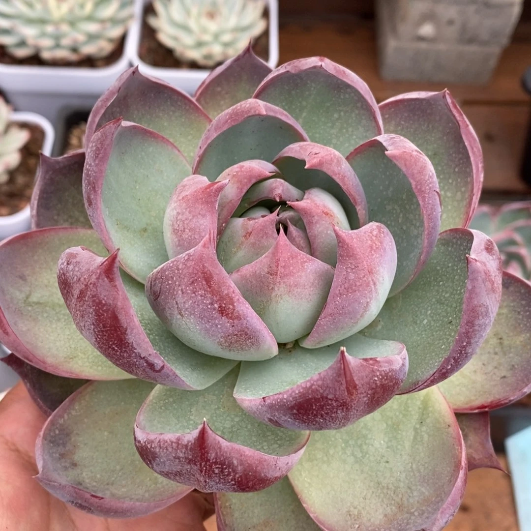 ?***?惊鸿仙子多肉植物
