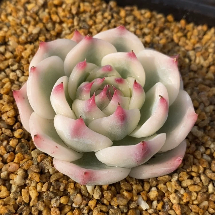 【闪购商品】?****?