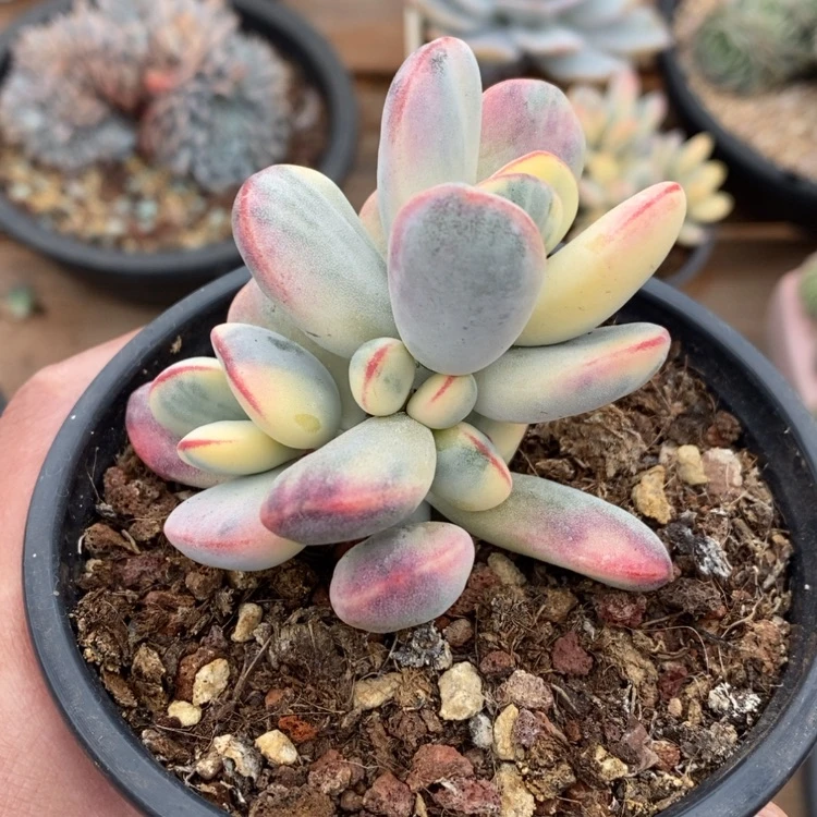 【闪购商品】落乒乓福娘锦