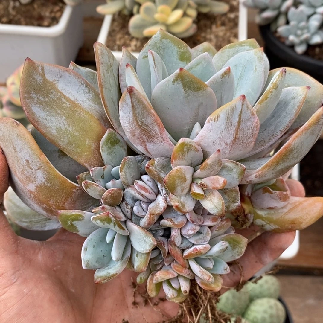 李****5奶茶多肉植物