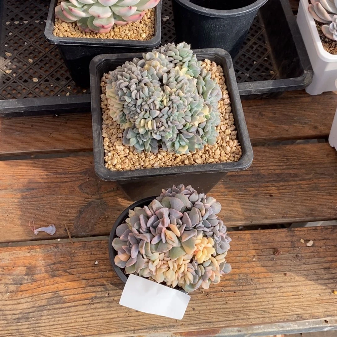 ?****苒雪精灵多肉植物