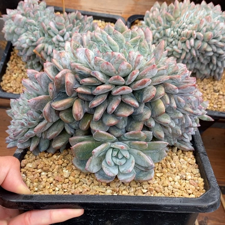【闪购商品】江*添
