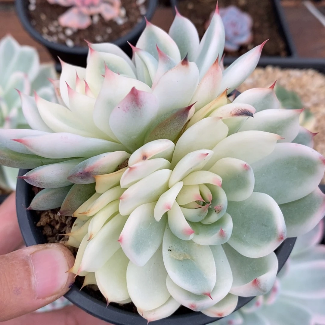 ?**?吉娃娃锦多肉植物