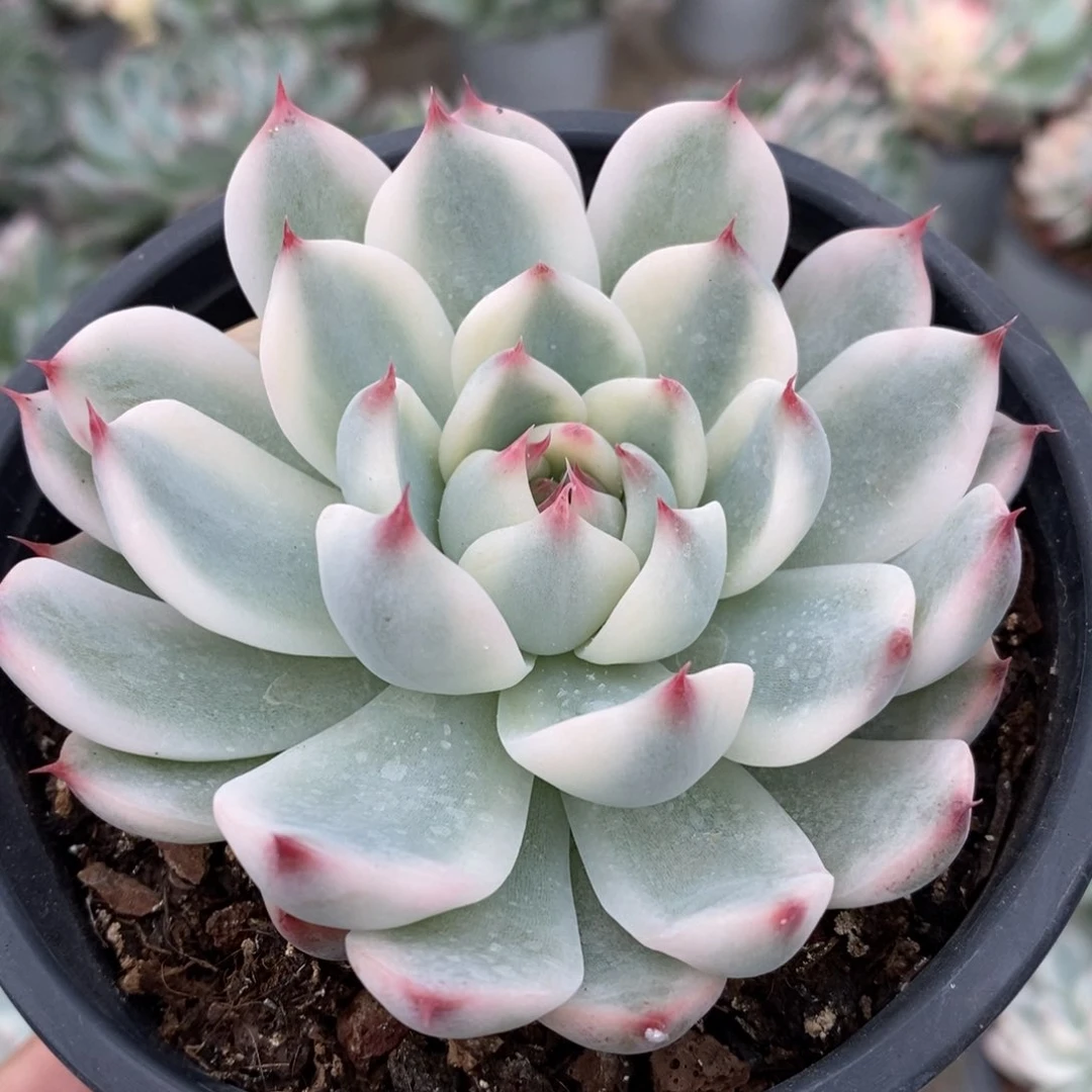 ?**?吉娃娃锦多肉植物