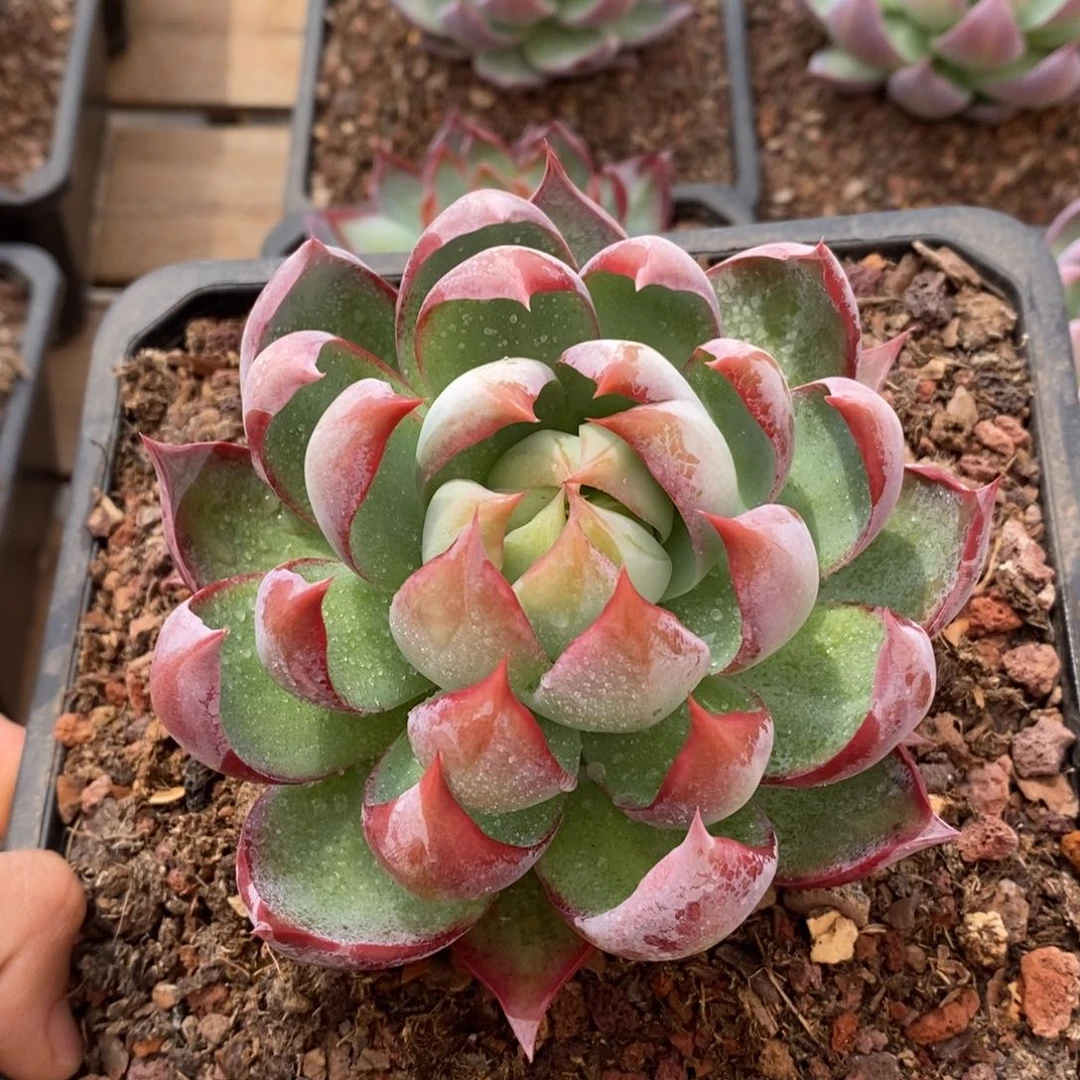 雨***?惊鸿仙子多肉植物