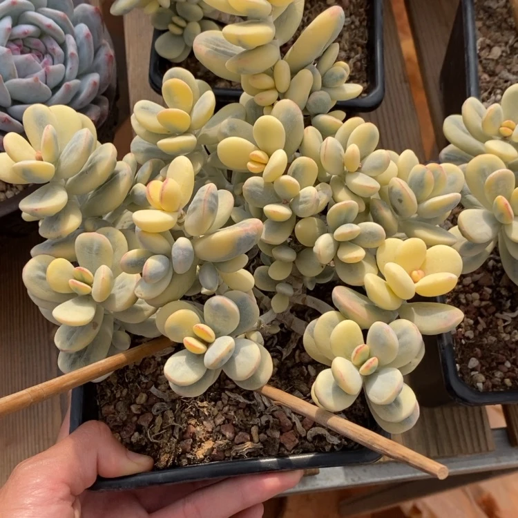 【闪购商品】宝****园