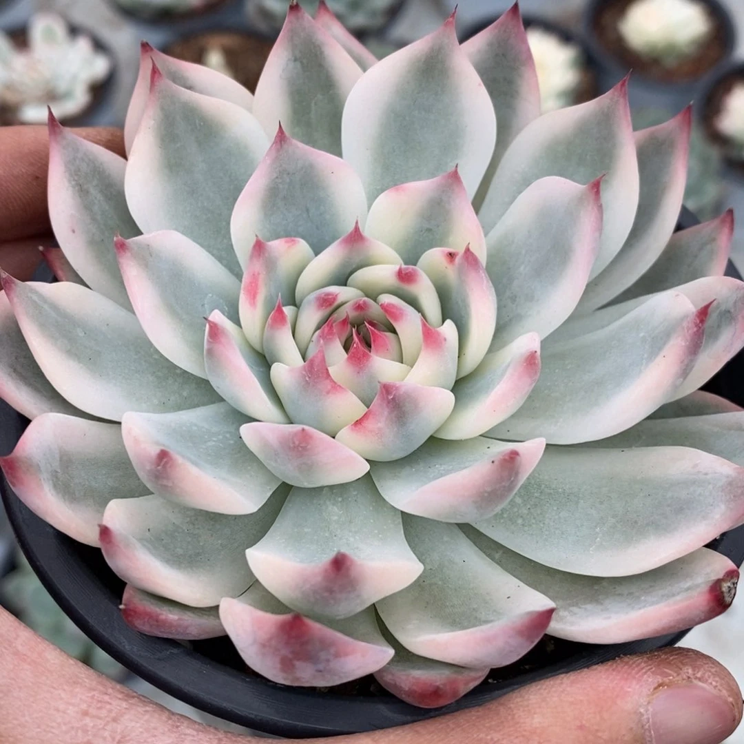 阿****丶吉娃娃锦多肉植物