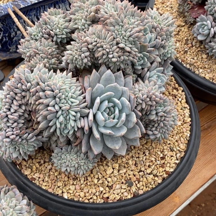 【闪购商品】南*粥