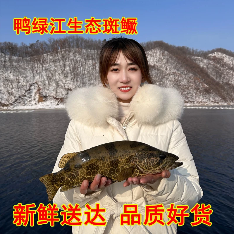 鸭绿江生态鱼/斑鳜/老虎斑/鳜鱼/花季鱼