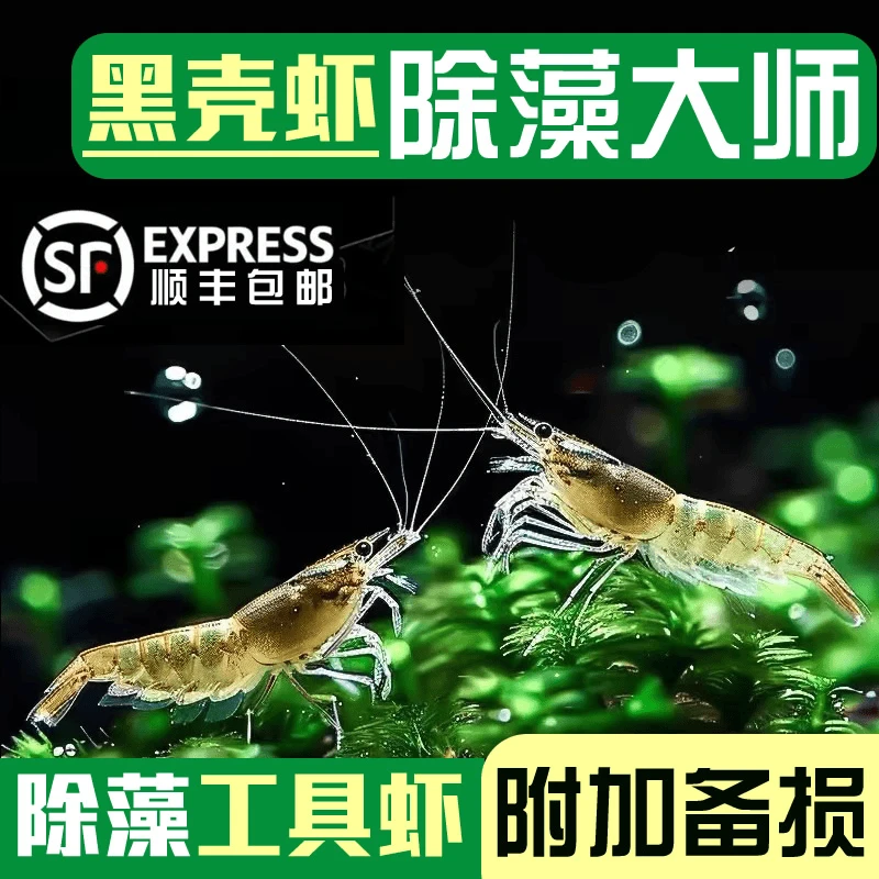 【京东发货】黑壳虾除藻虾鲜活清洁观赏虾，人工养殖，检疫发货