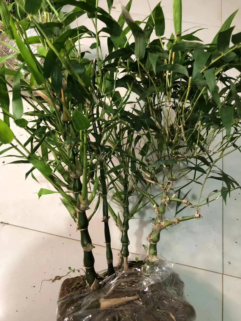 盆栽室内观赏竹子 佛肚竹 盆景植物观叶四季常青 罗汉竹